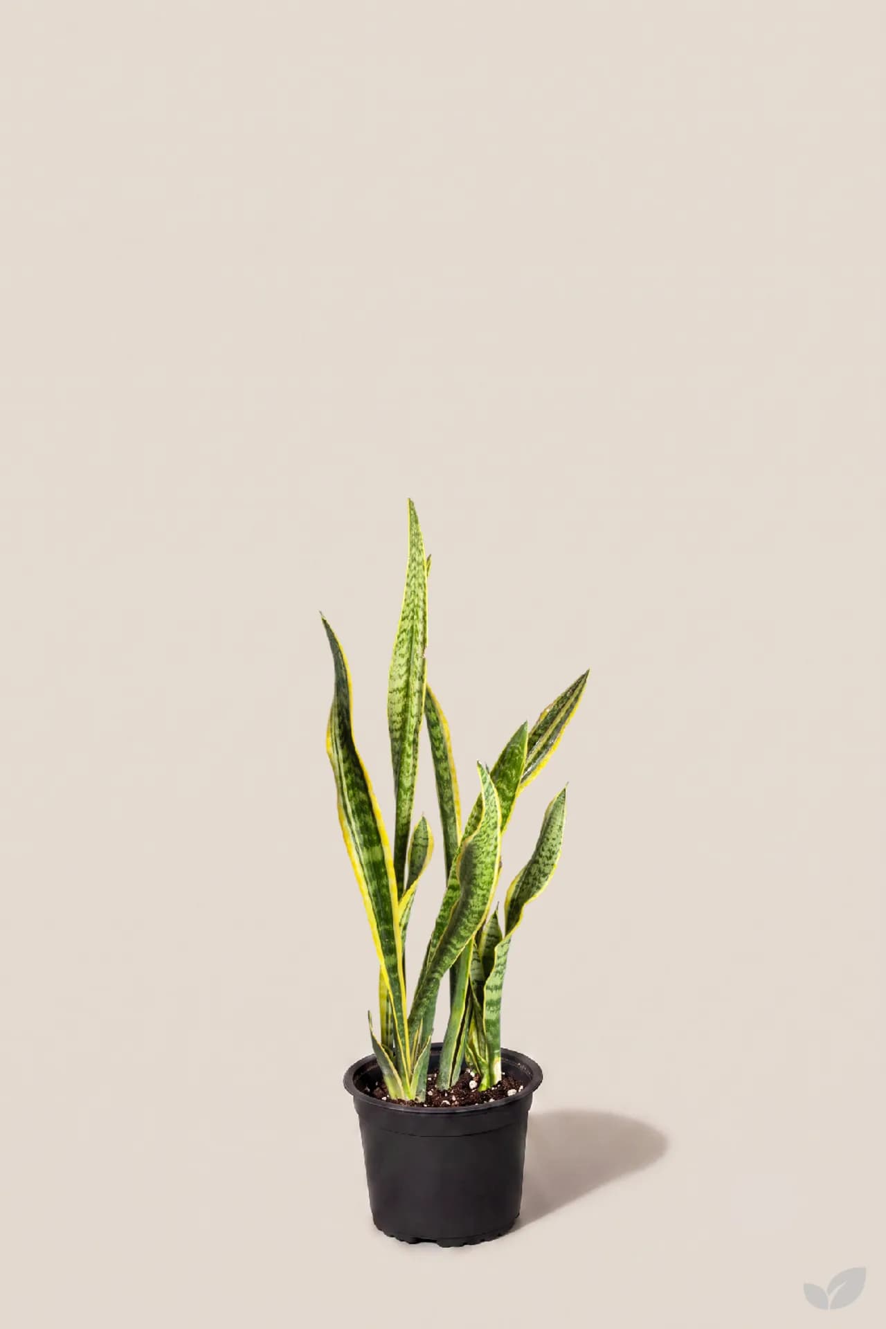 Sansevieria en una repisa con luz suave