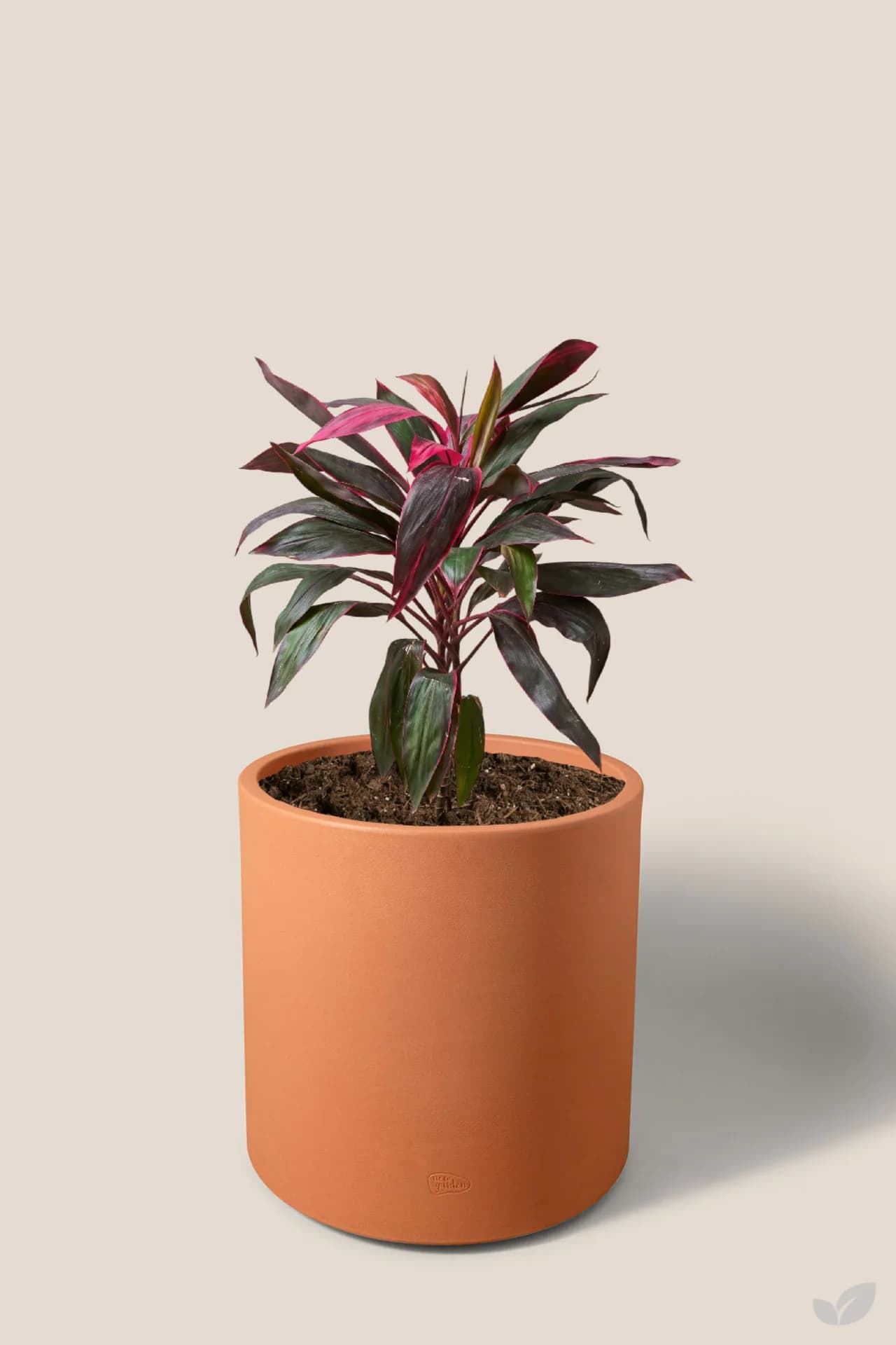 Foto de Dracena roja
