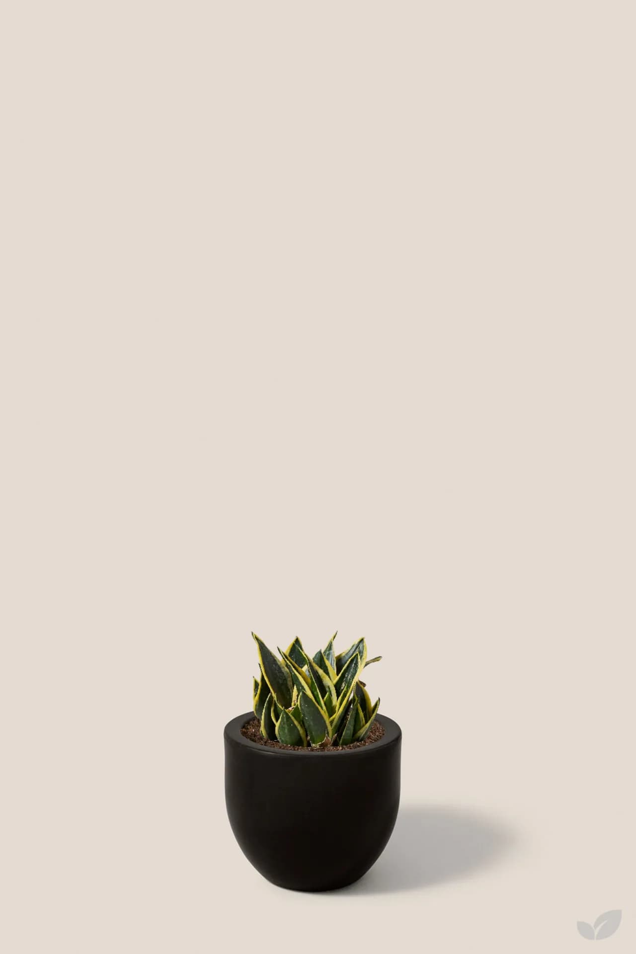 Foto de Sansevieria black