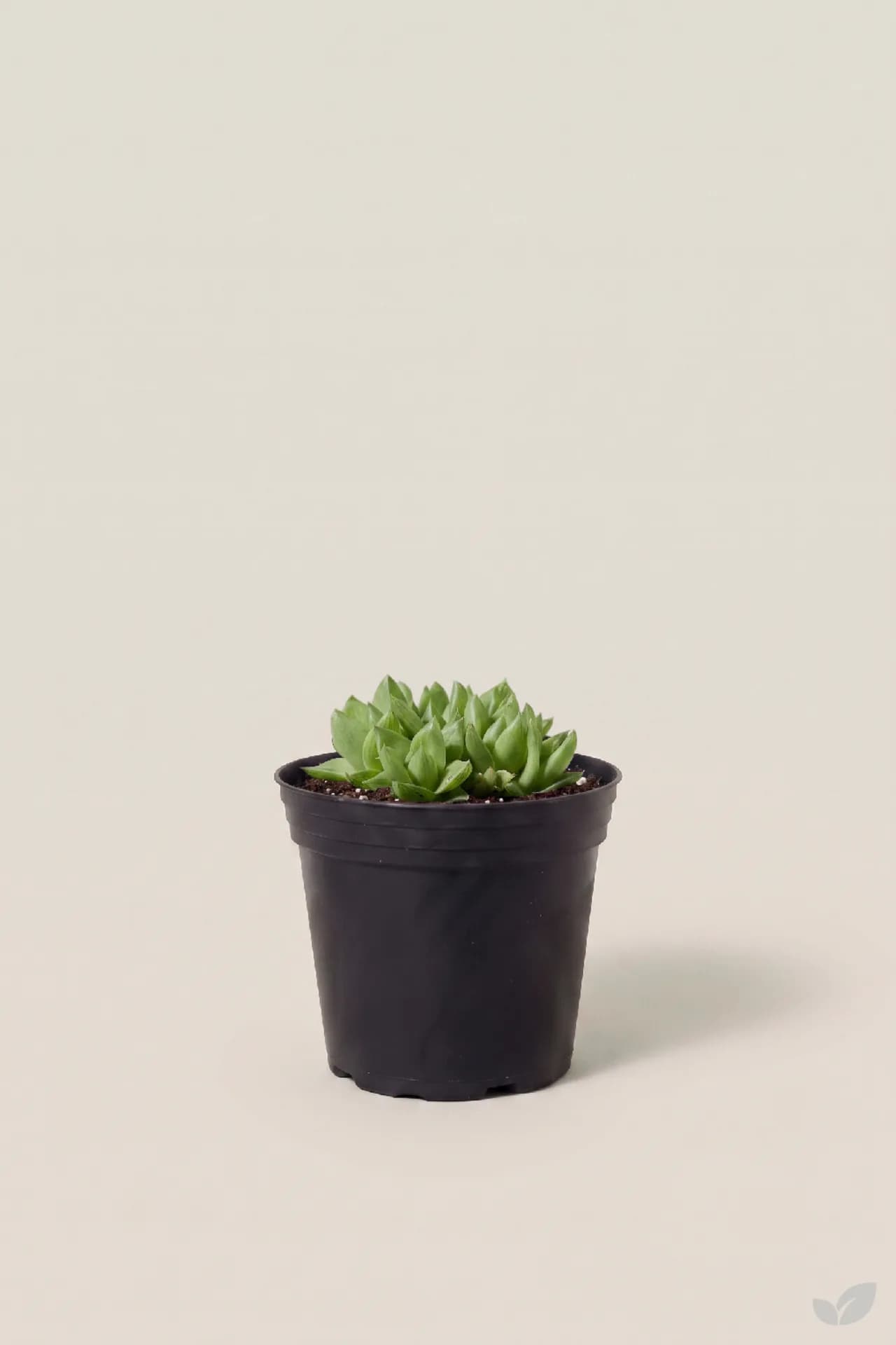 Foto de Suculenta haworthia
