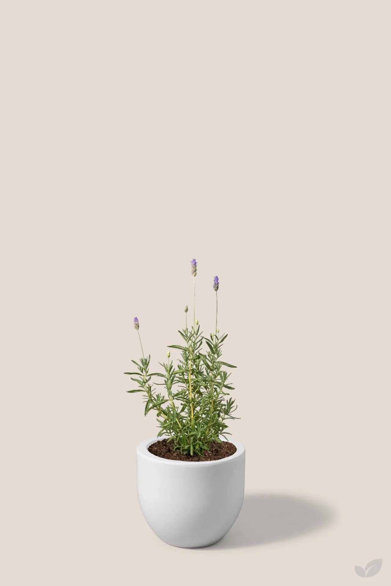 Foto de Lavanda