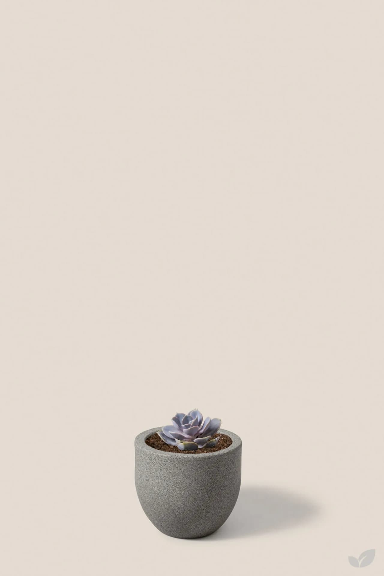 Foto de Suculenta purple pearl
