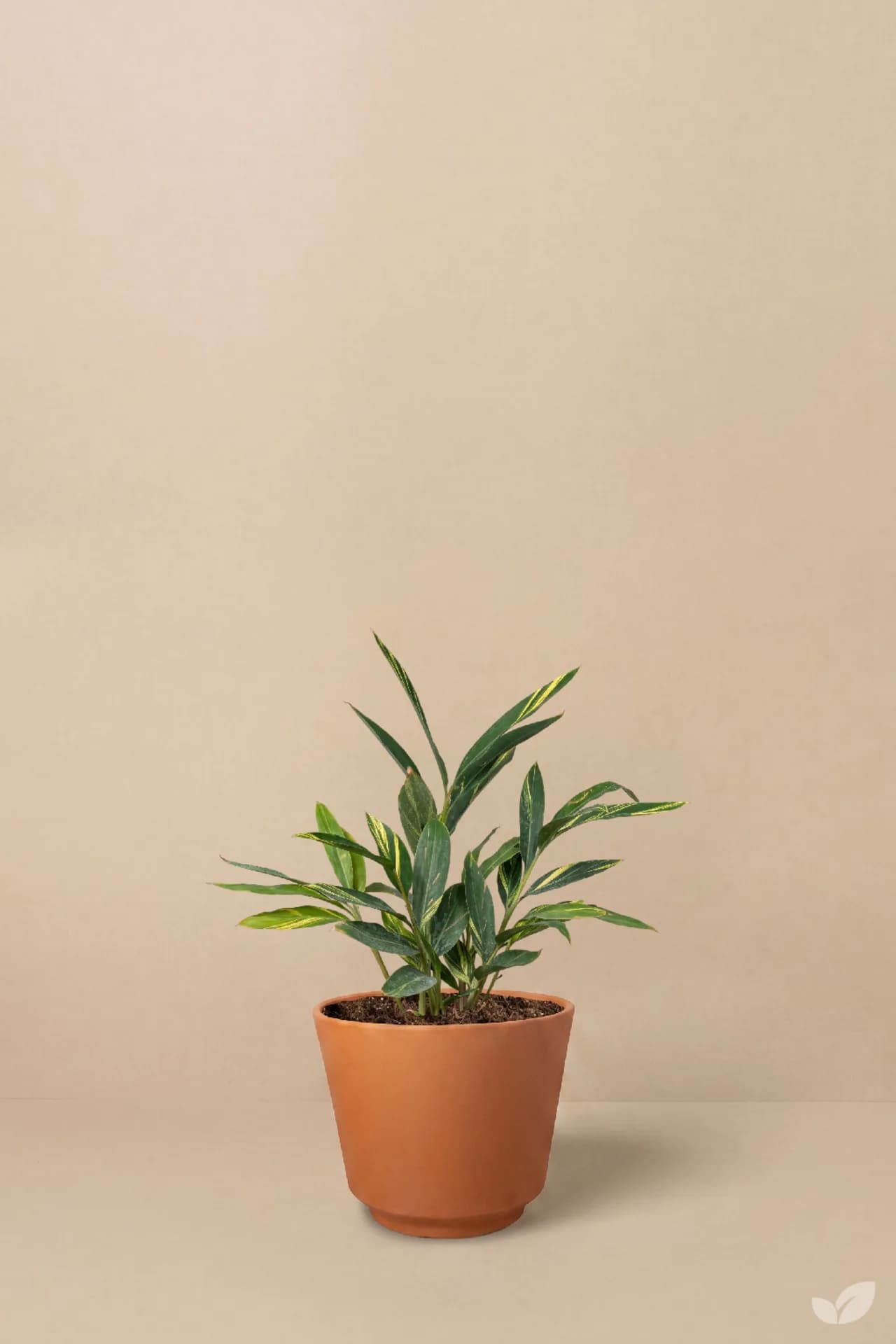 Foto de Alpinia