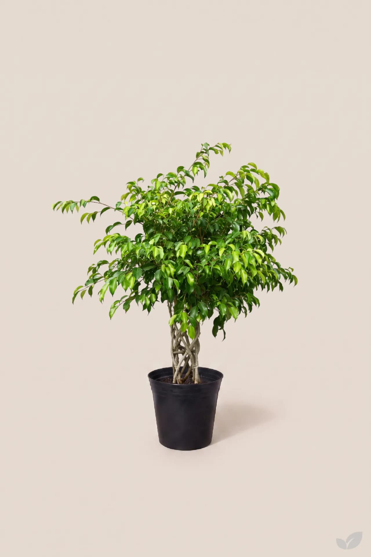 Foto de Ficus trenzado diamante