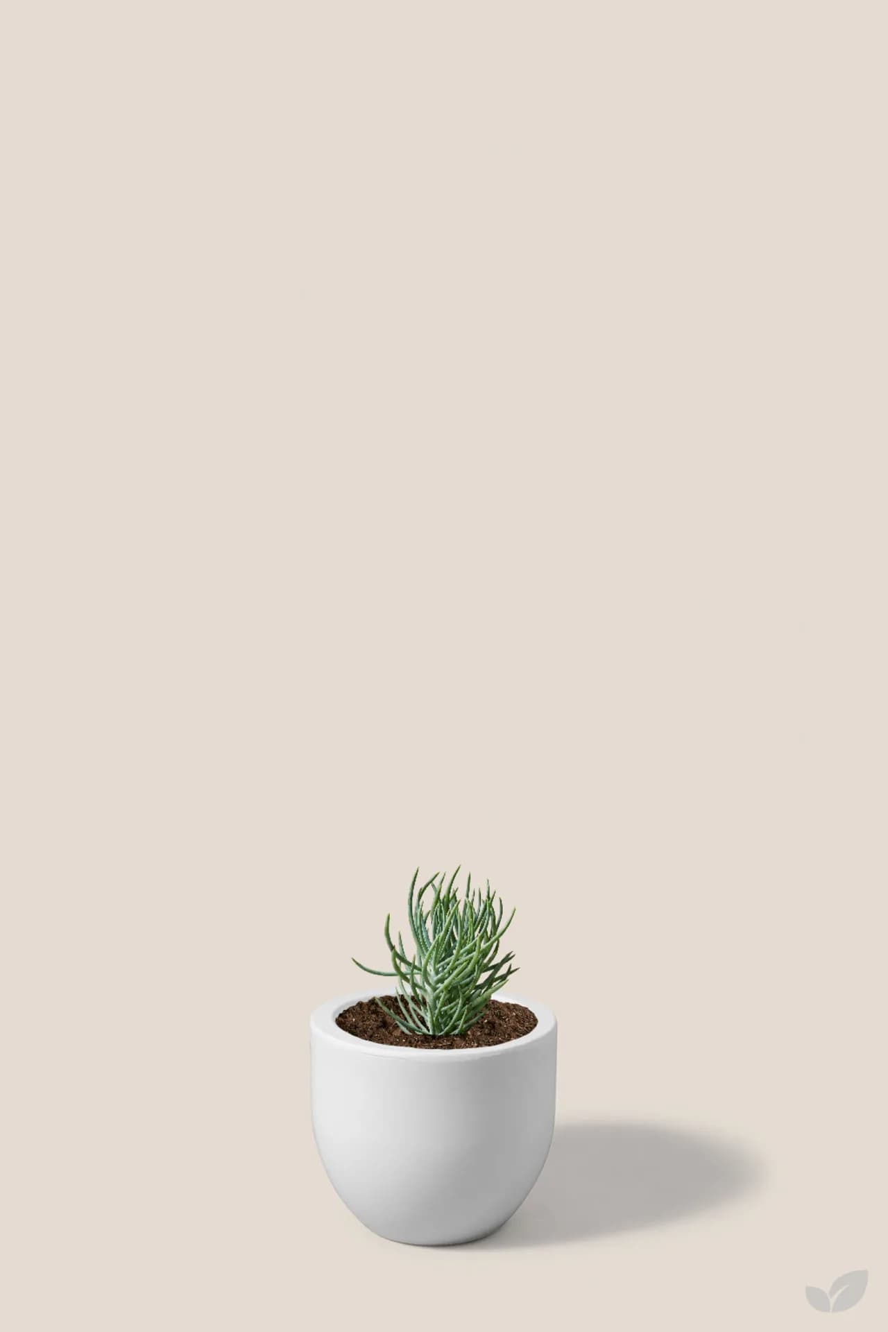 Foto de Suculenta senecio