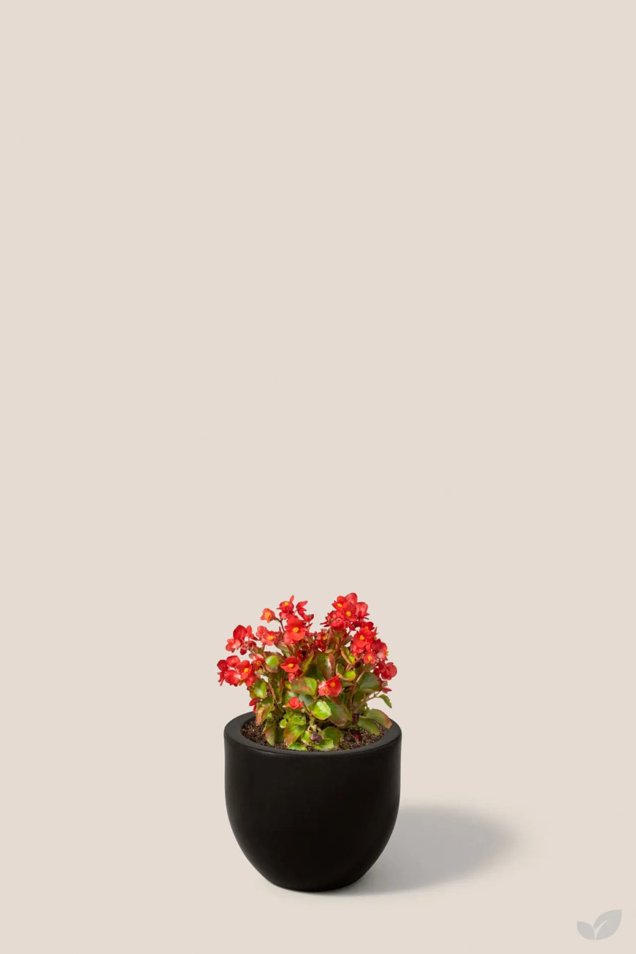 Foto de Begonia