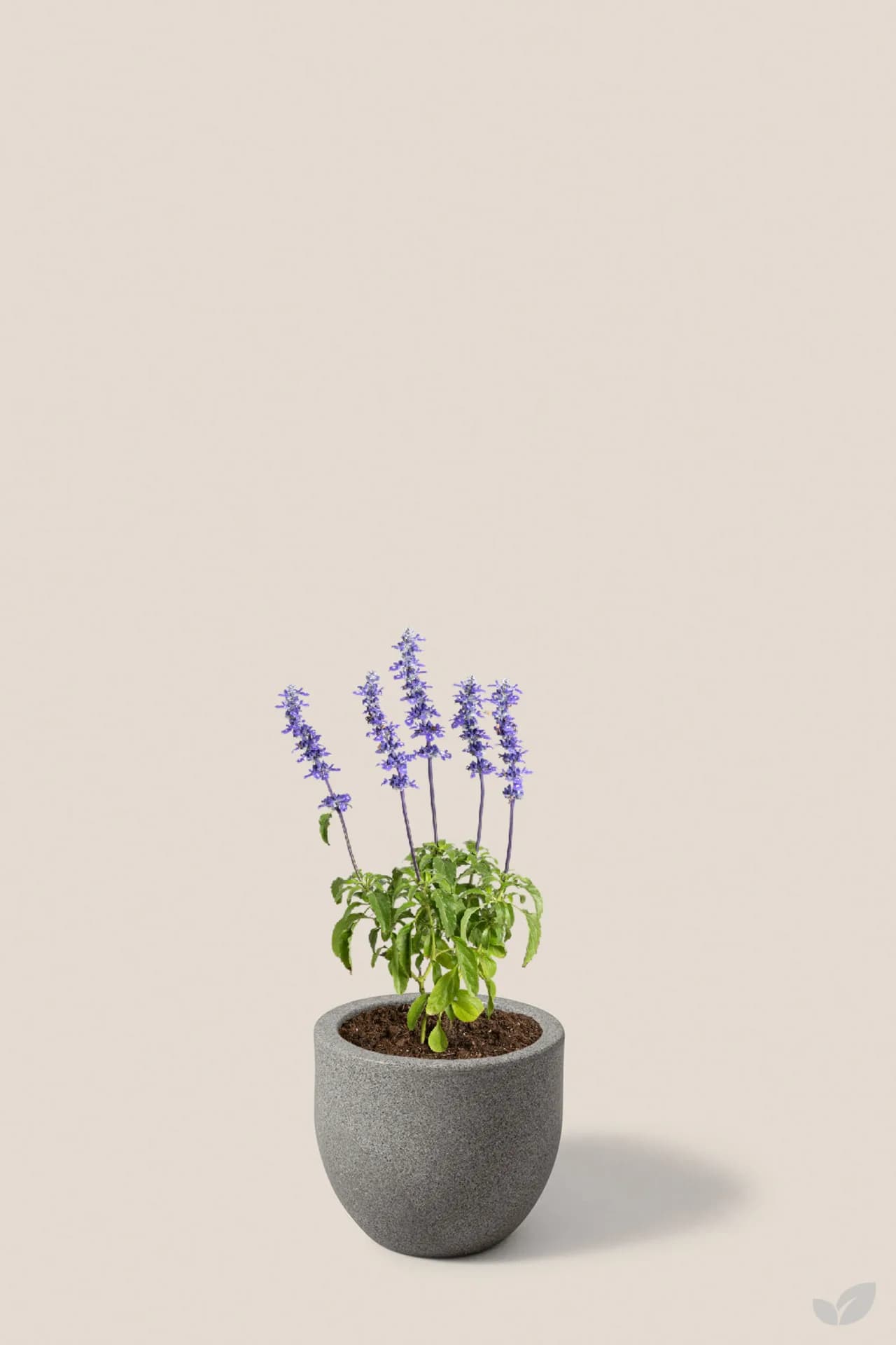 Foto de Salvia victoria