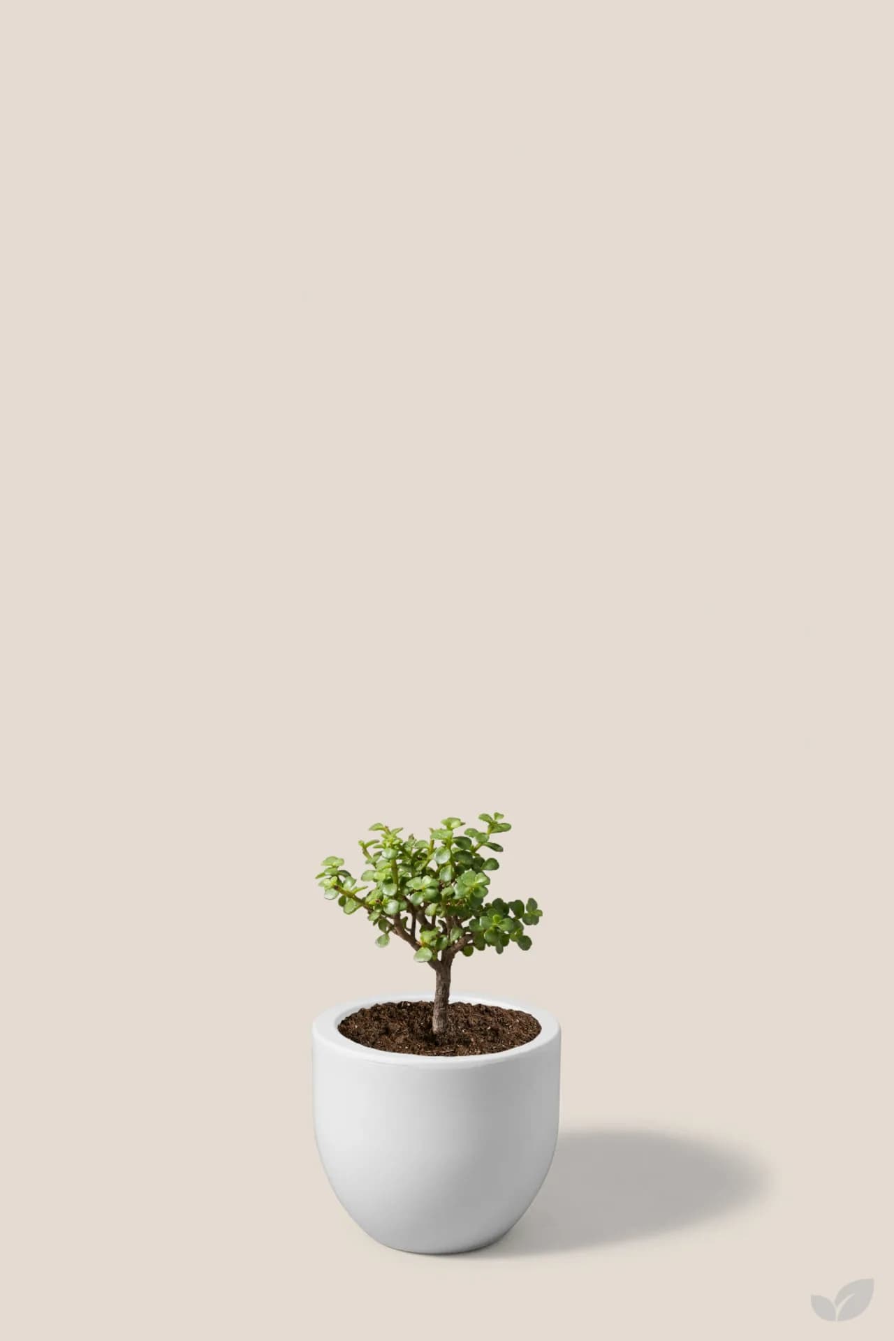 Foto de Arbol de la abundancia