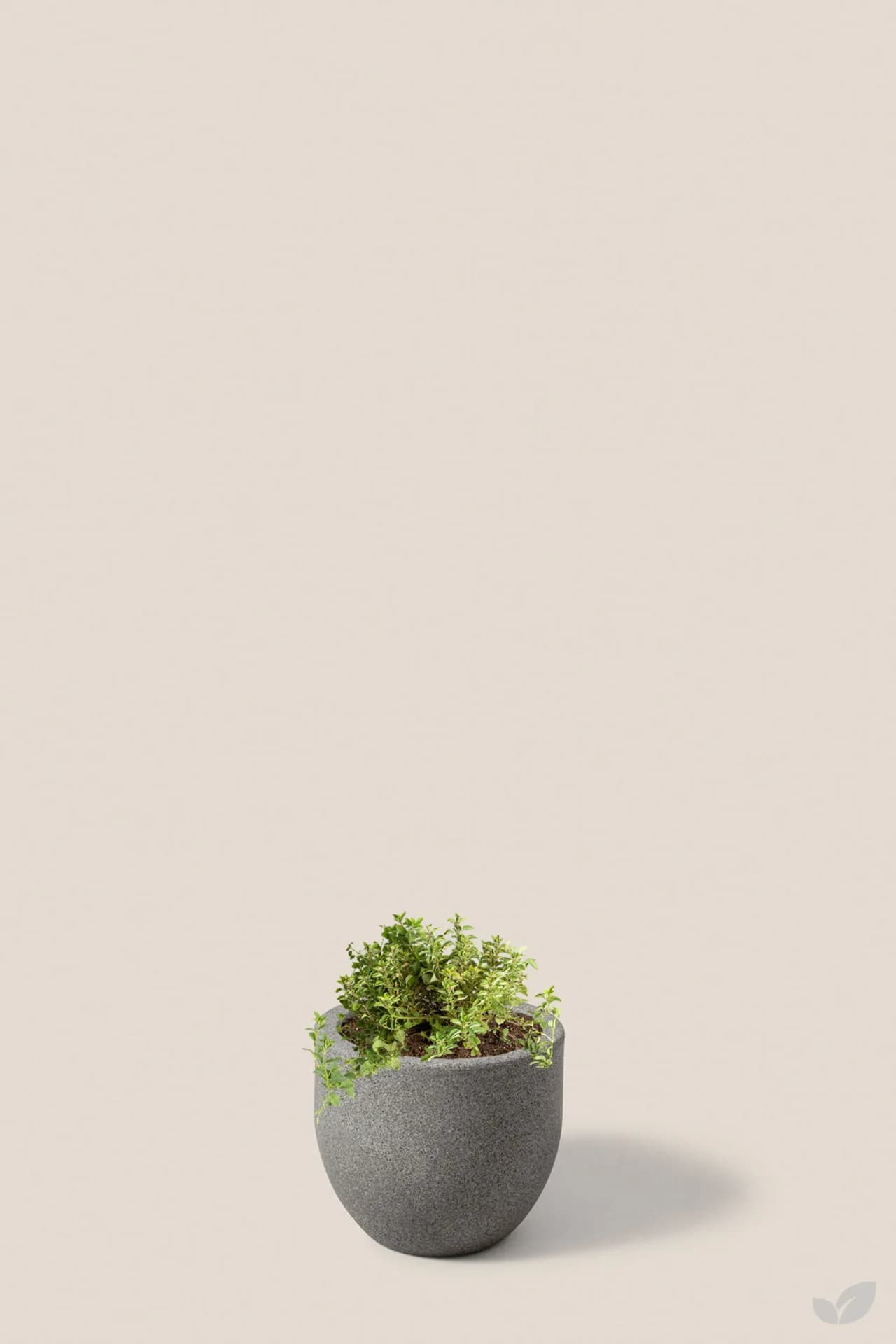 Foto de Oregano