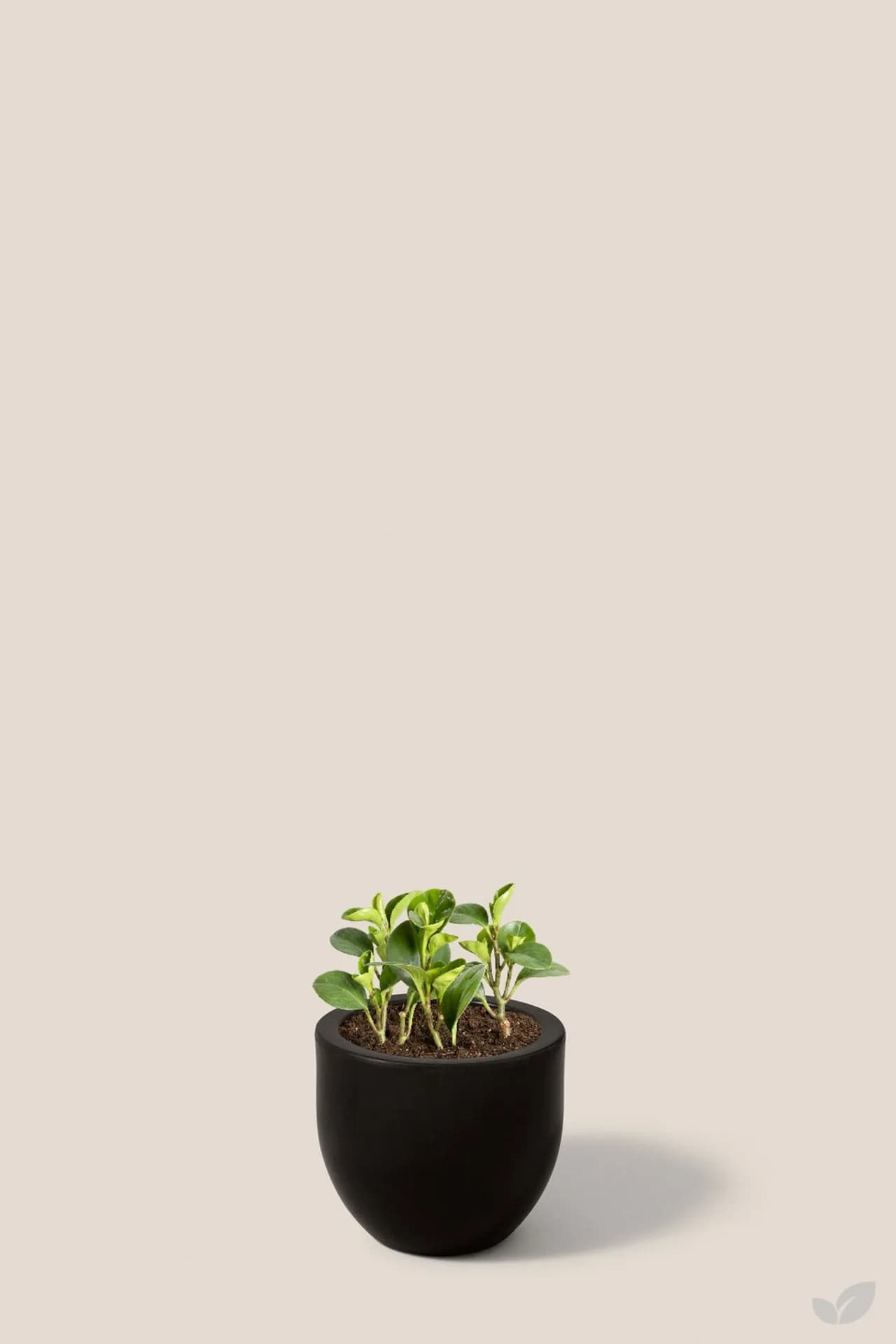 Foto de Peperomia