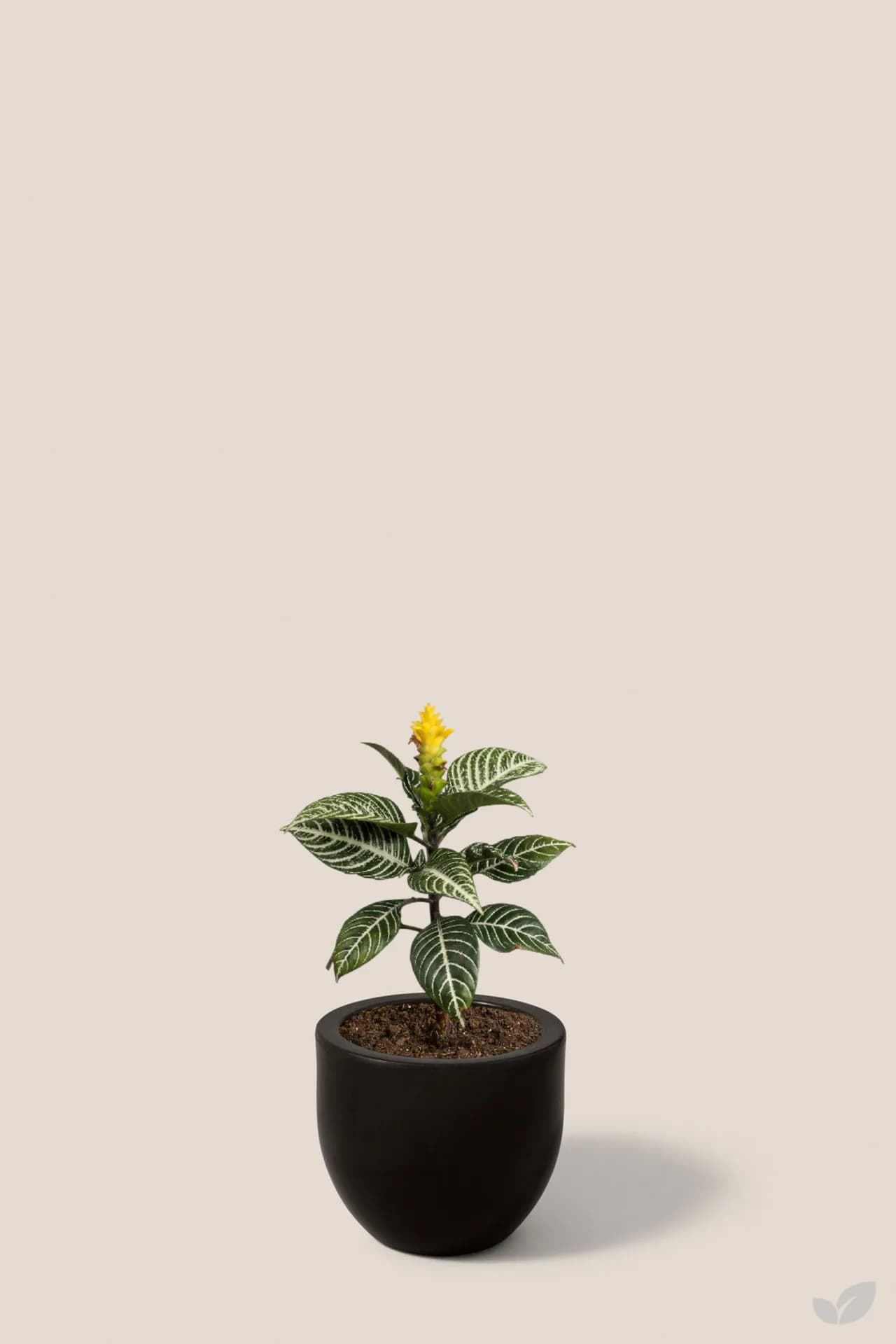 Foto de Afelandra