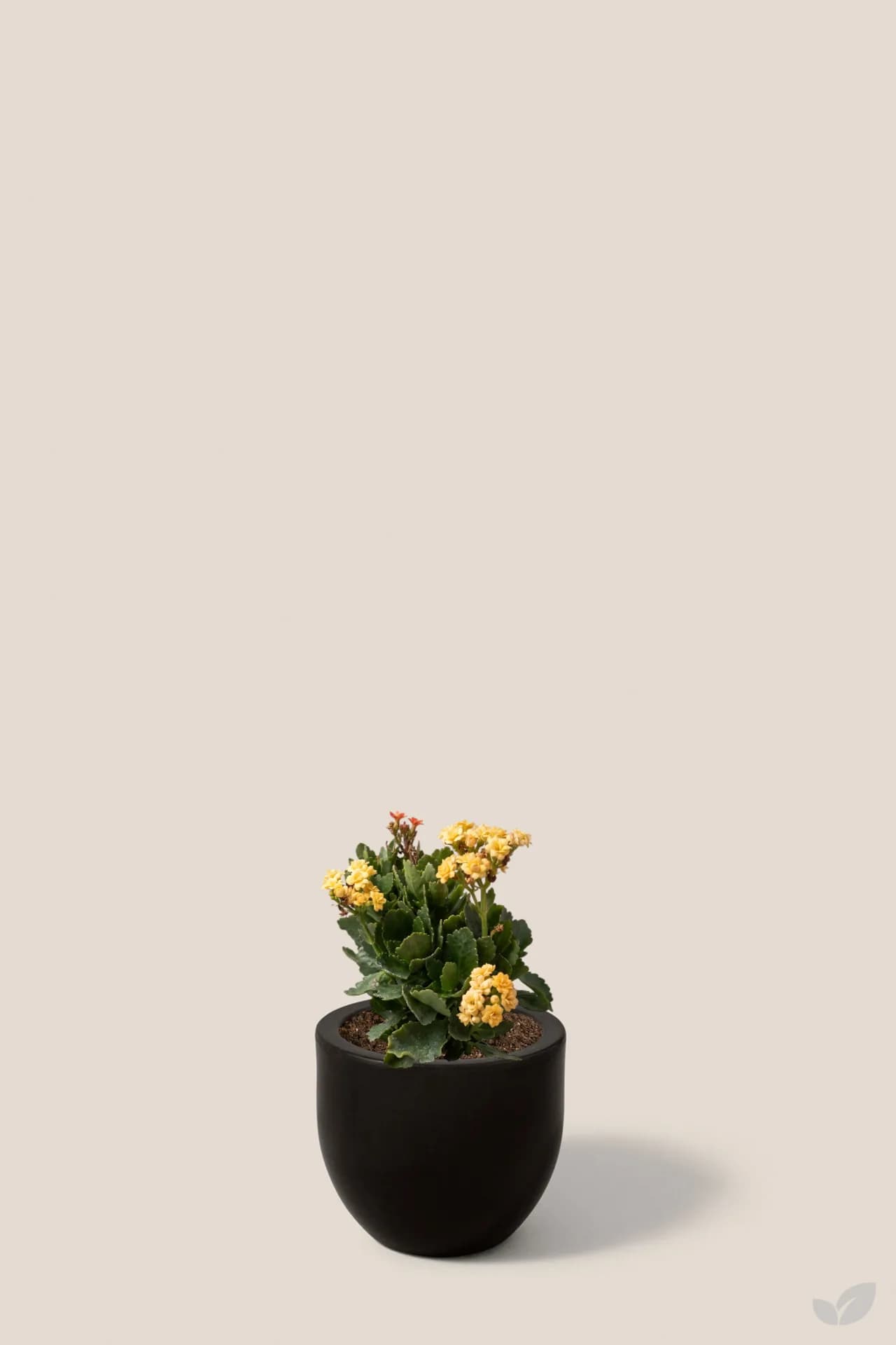 Foto de Kalanchoe