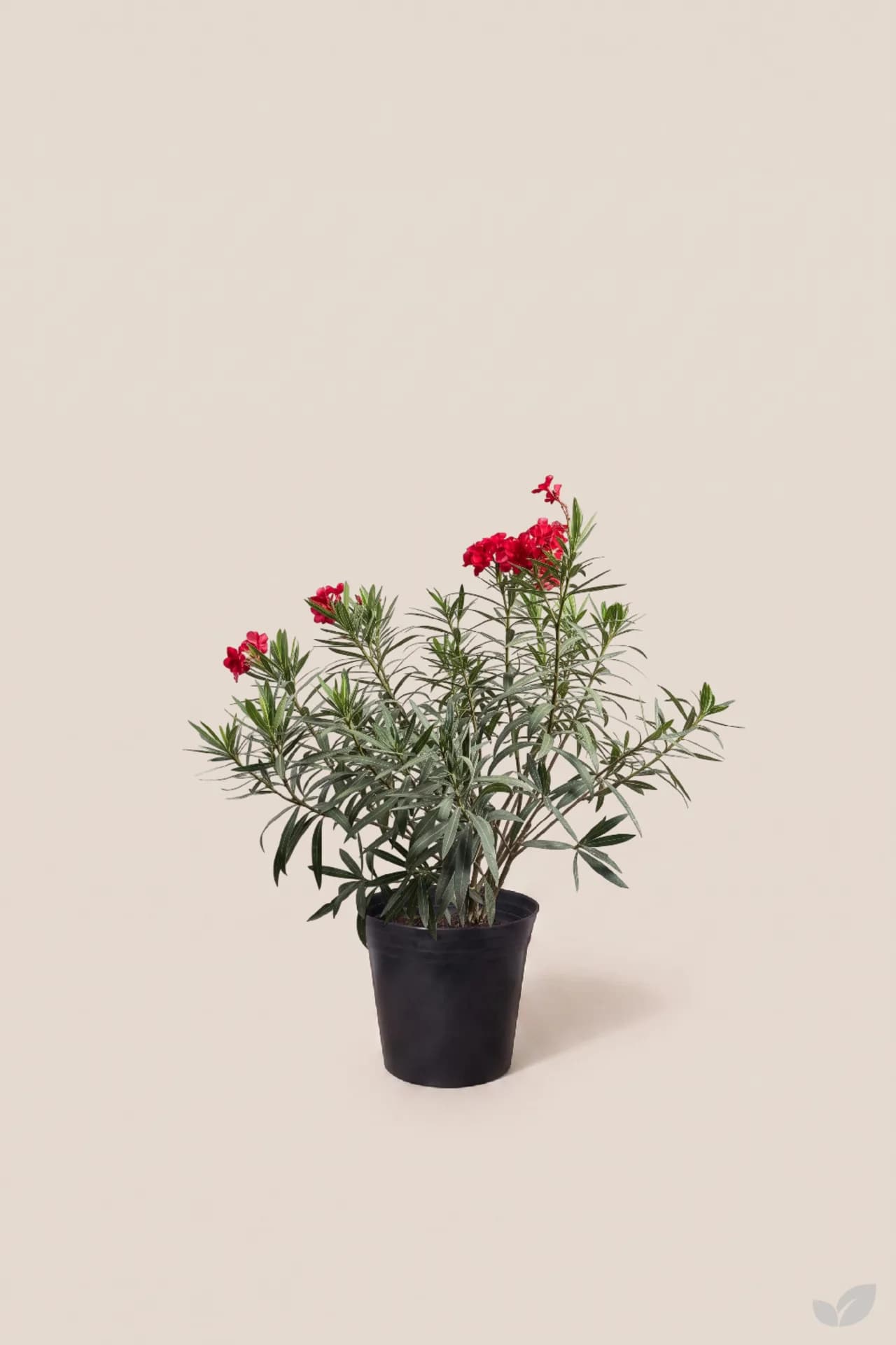 Foto de Rosa laurel