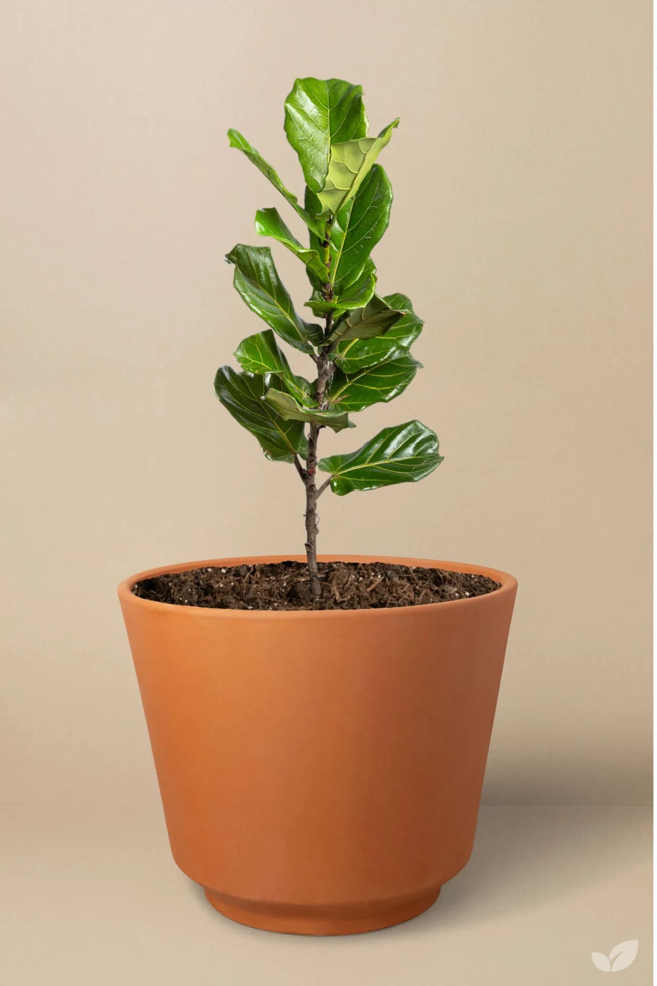 Ficus lyrata en una habitación cálida y neutra