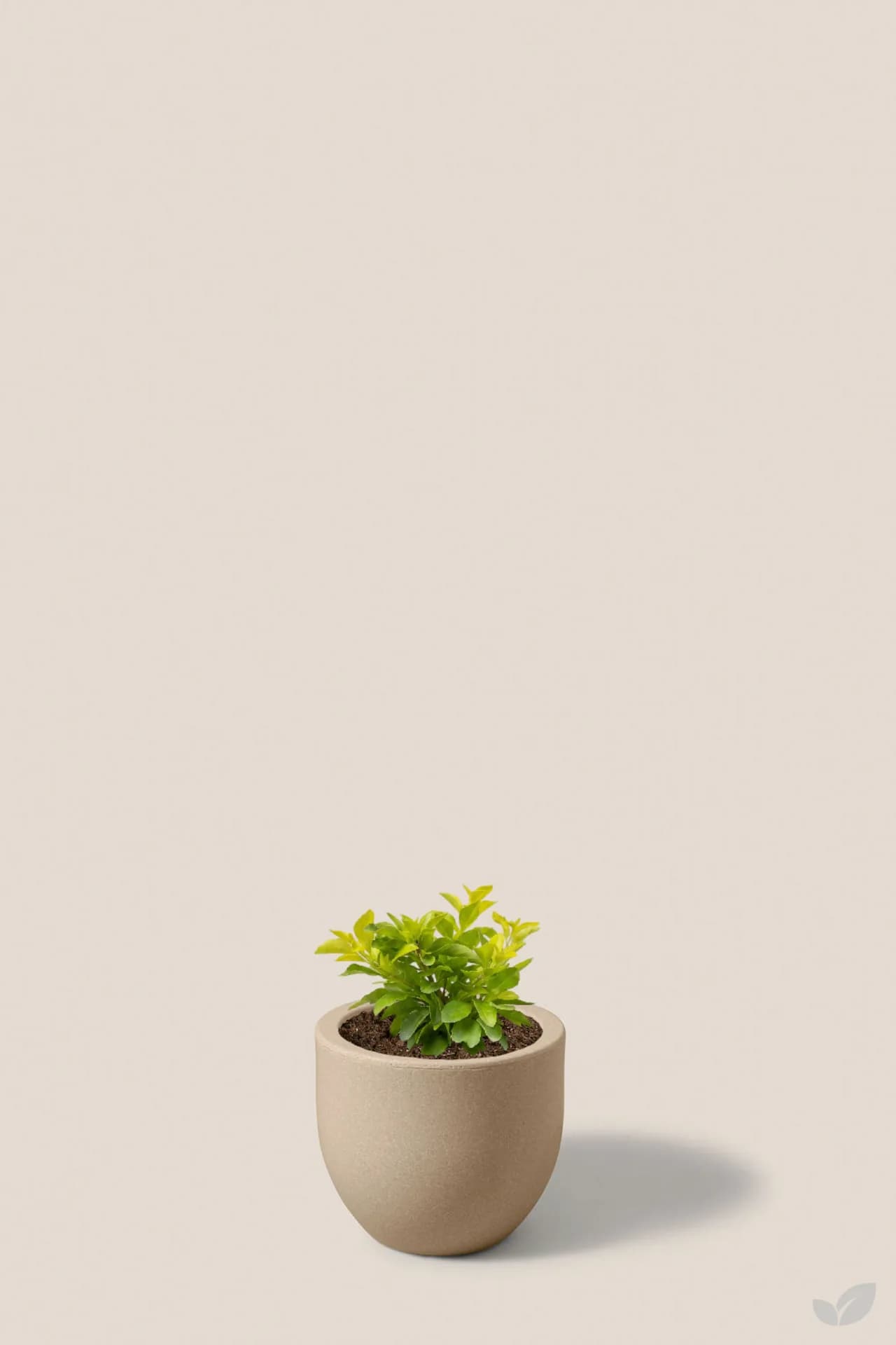 Foto de Duranta