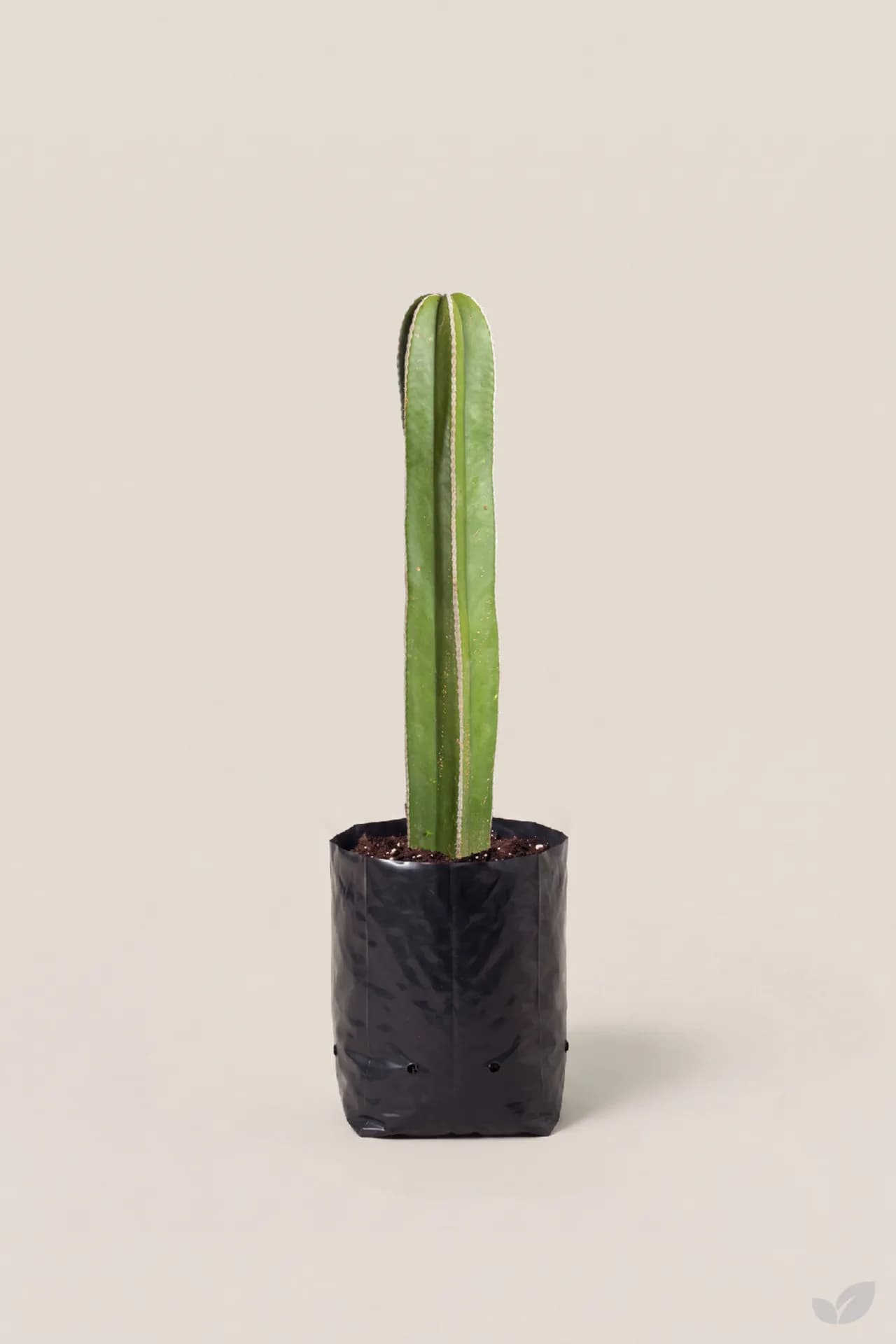 Foto de Cactus organo