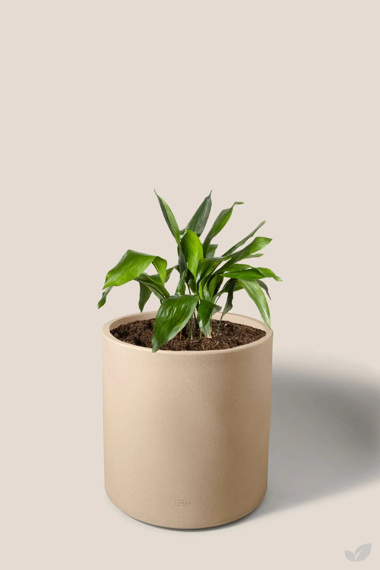 Foto de Aspidistra