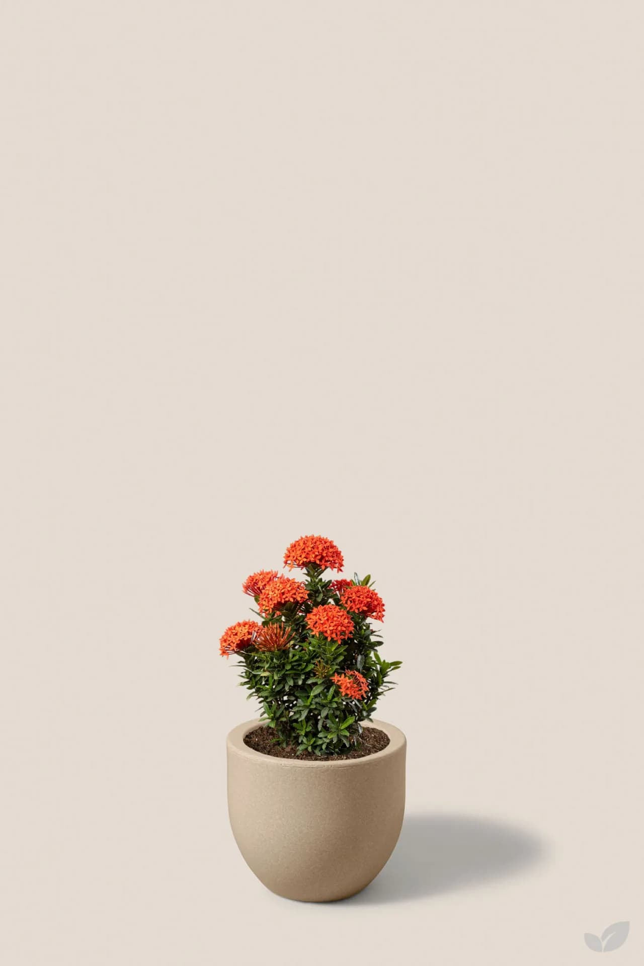 Foto de Ixora