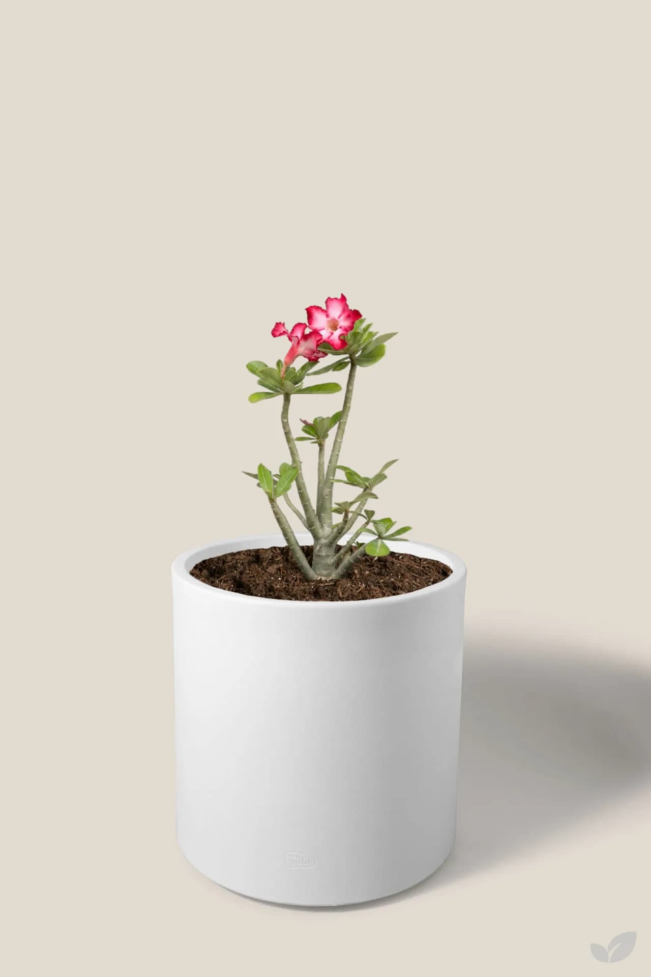 Foto de Rosa del desierto