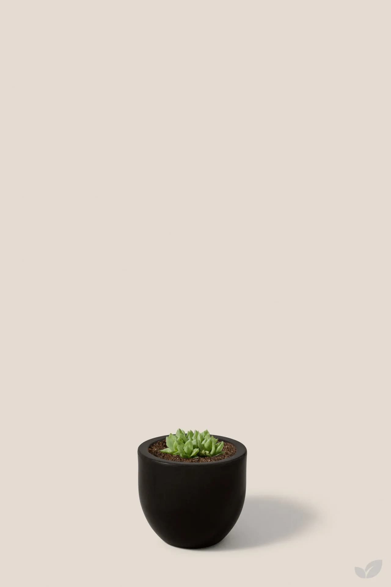 Foto de Suculenta gold moss