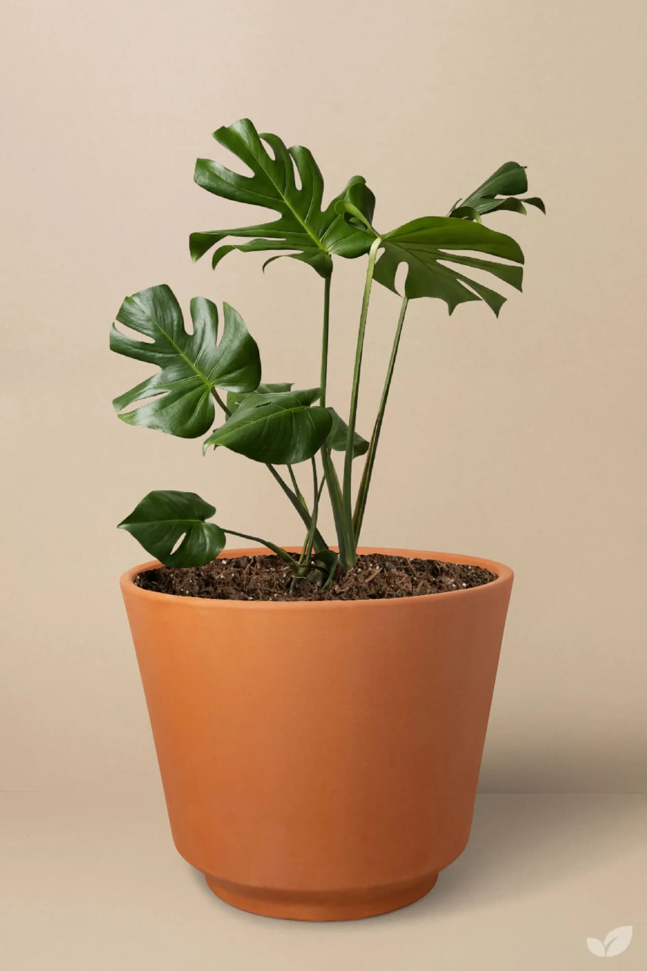 Hojas de monstera con luz natural de ventana