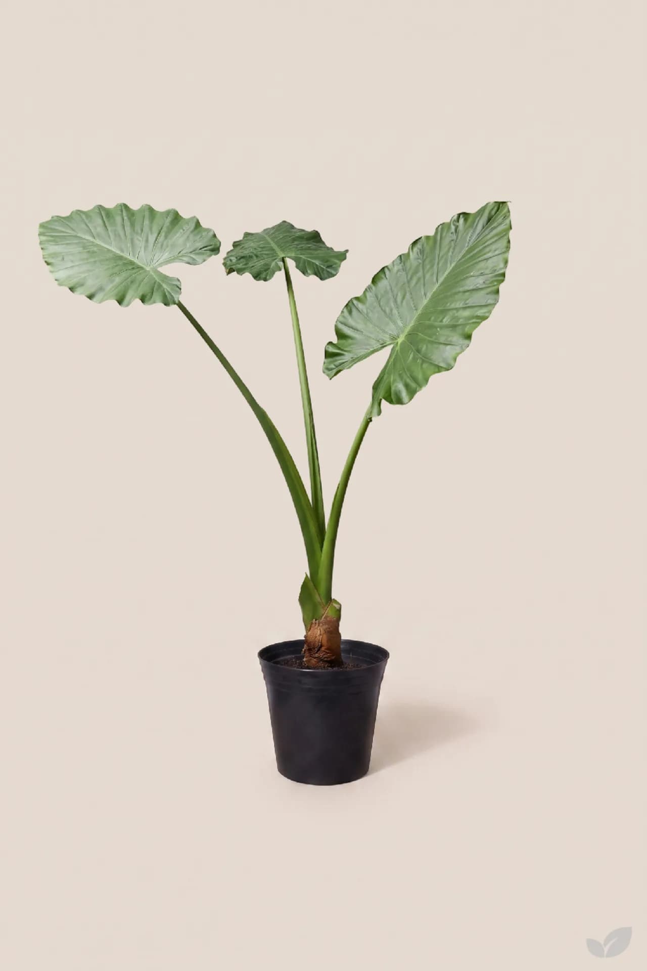 Foto de Hoja elegante