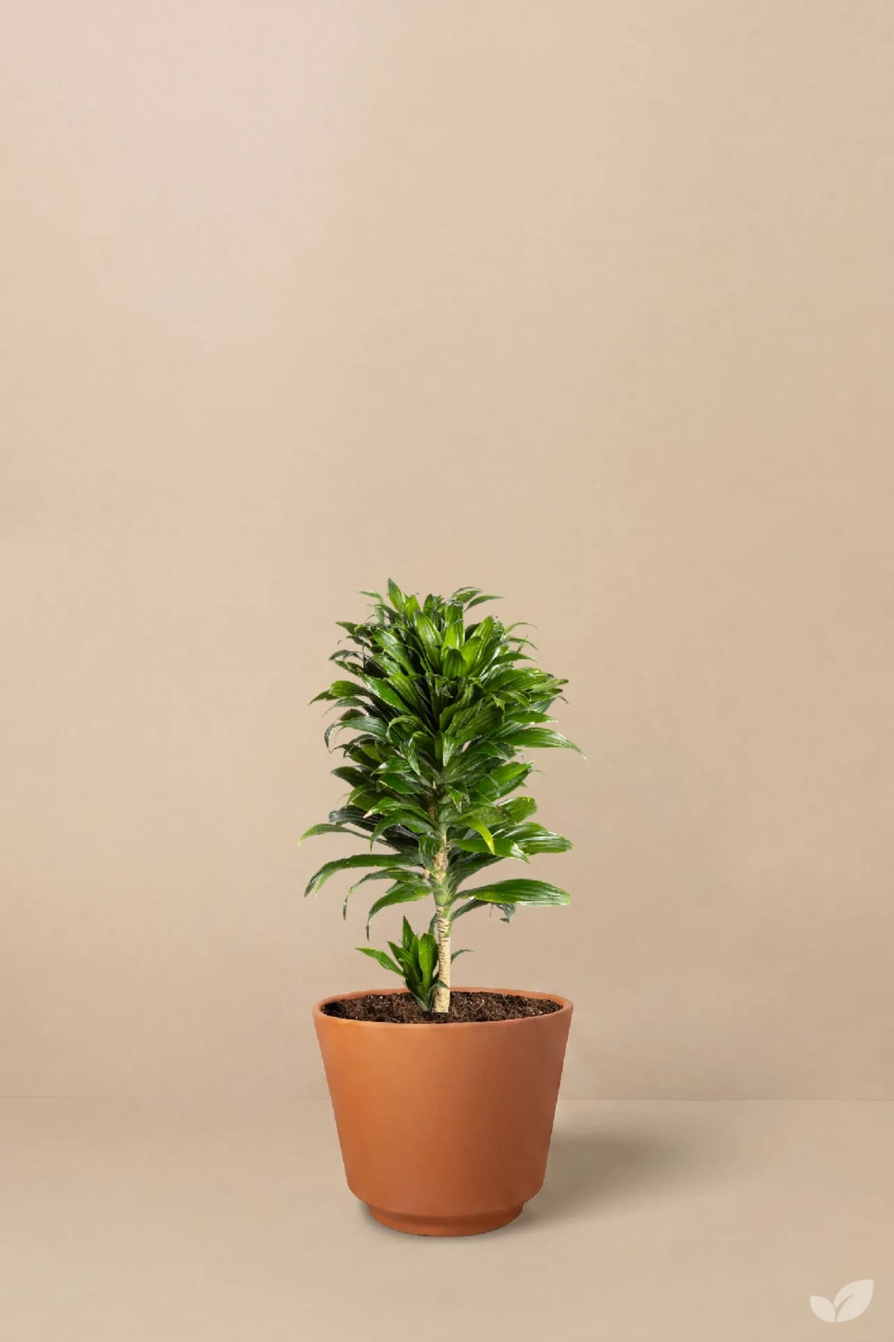 Foto de Dracena piña