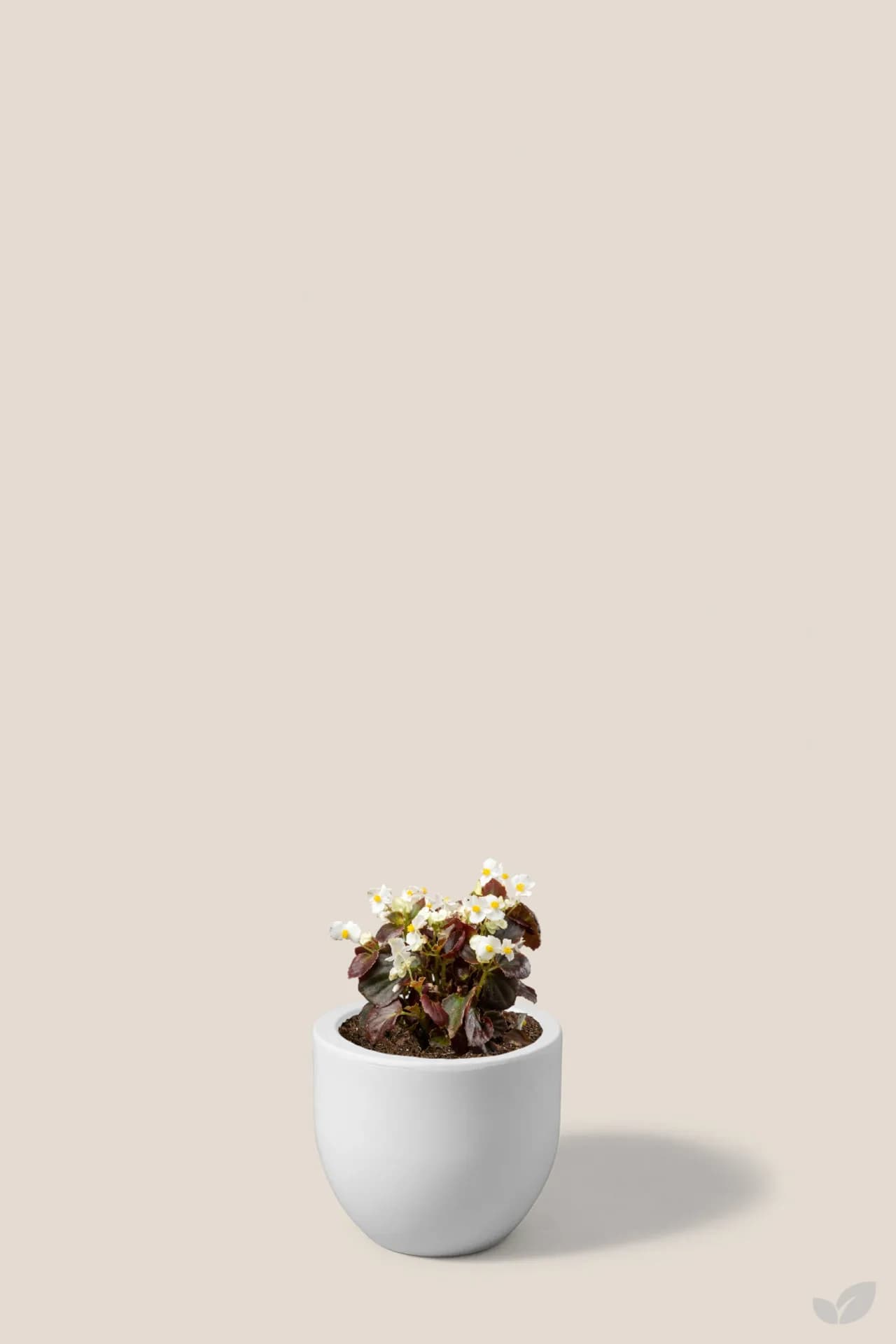 Foto de Begonia negra