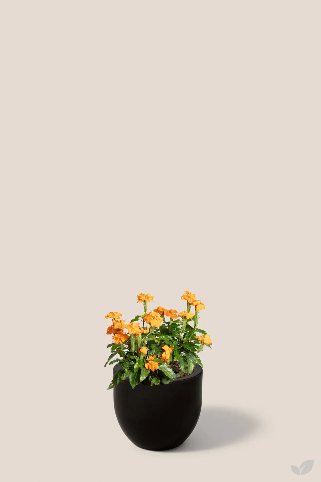 Foto de Crossandra