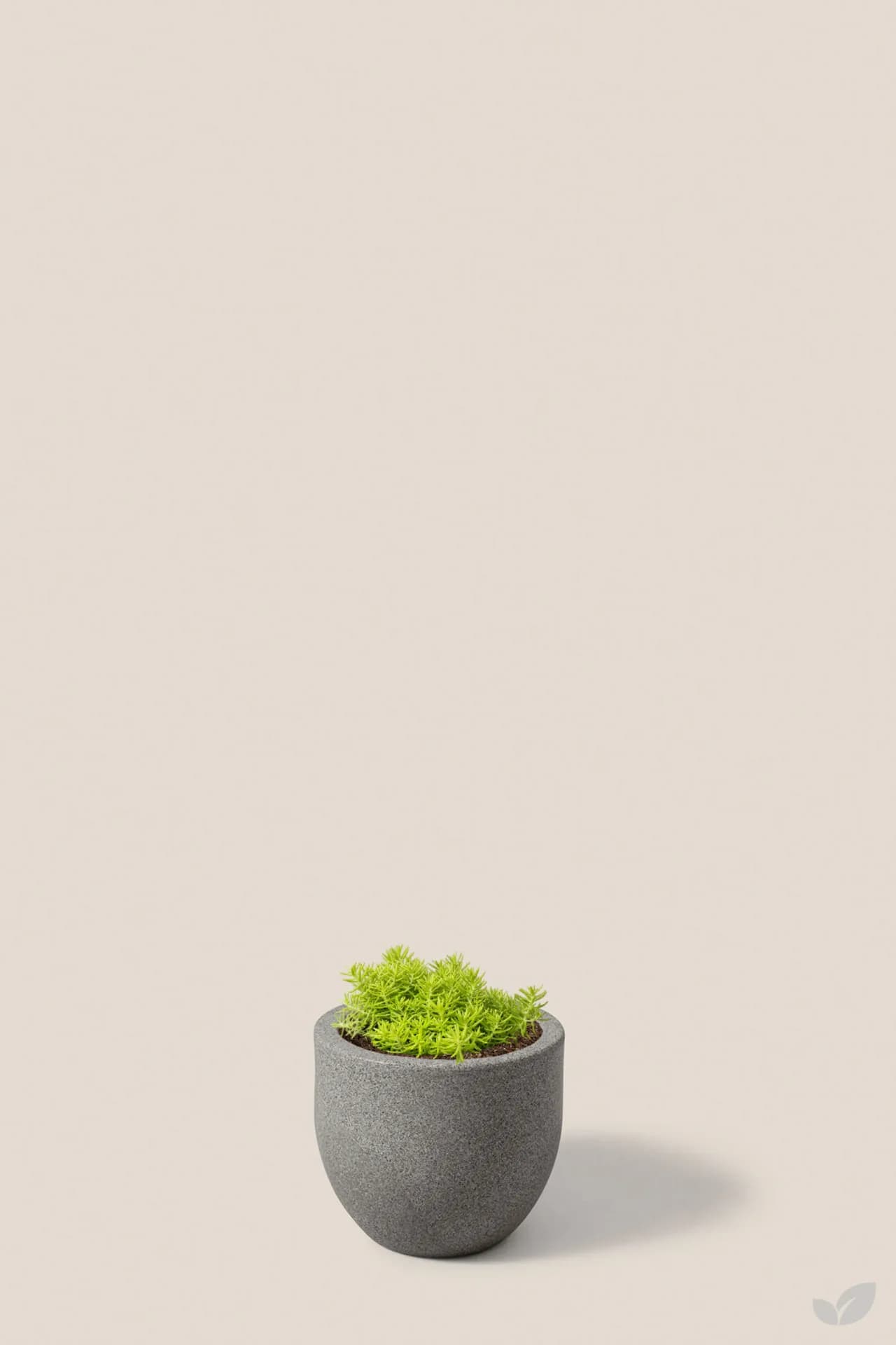 Foto de Sedum lemon ball