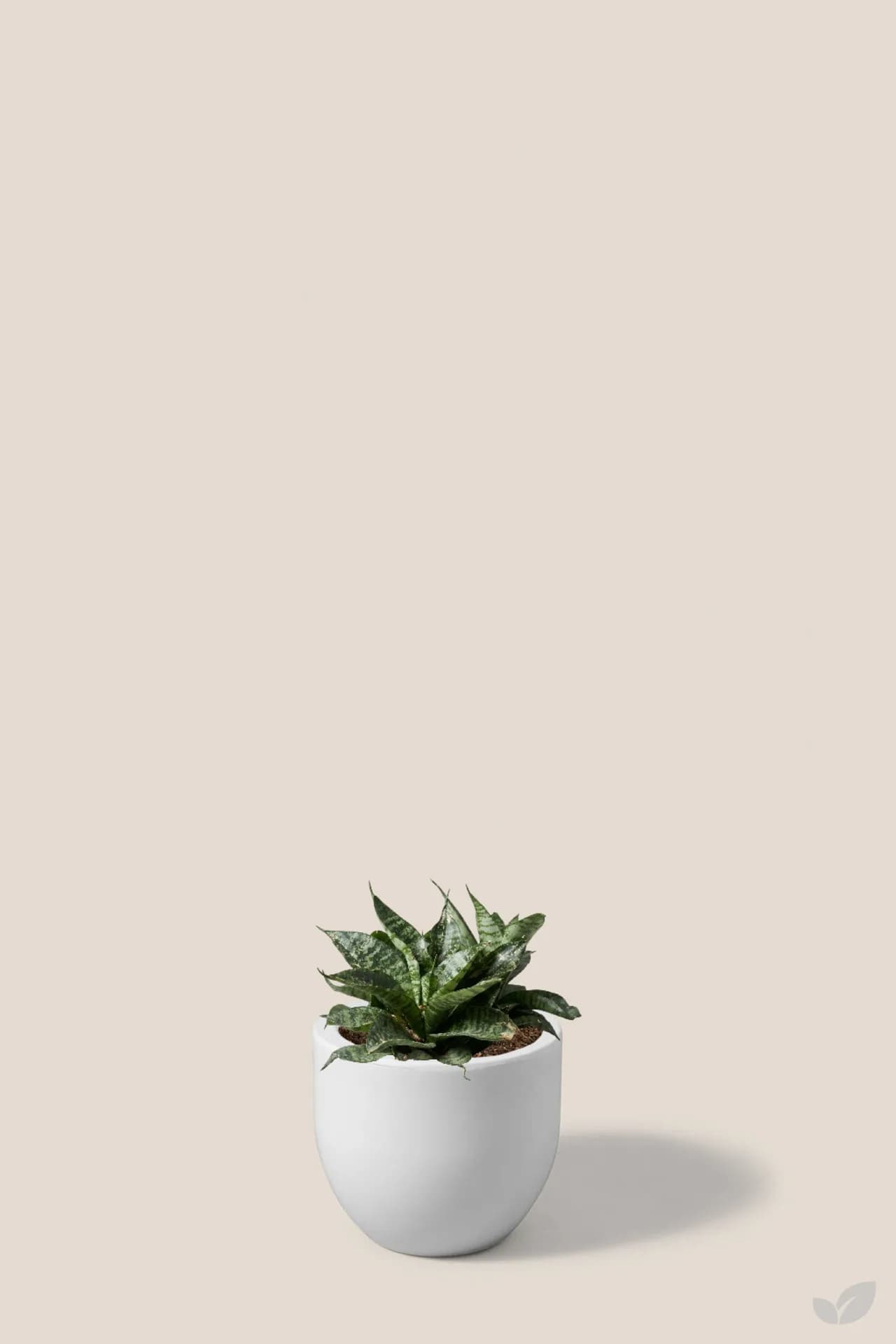 Foto de Sansevieria hahnii