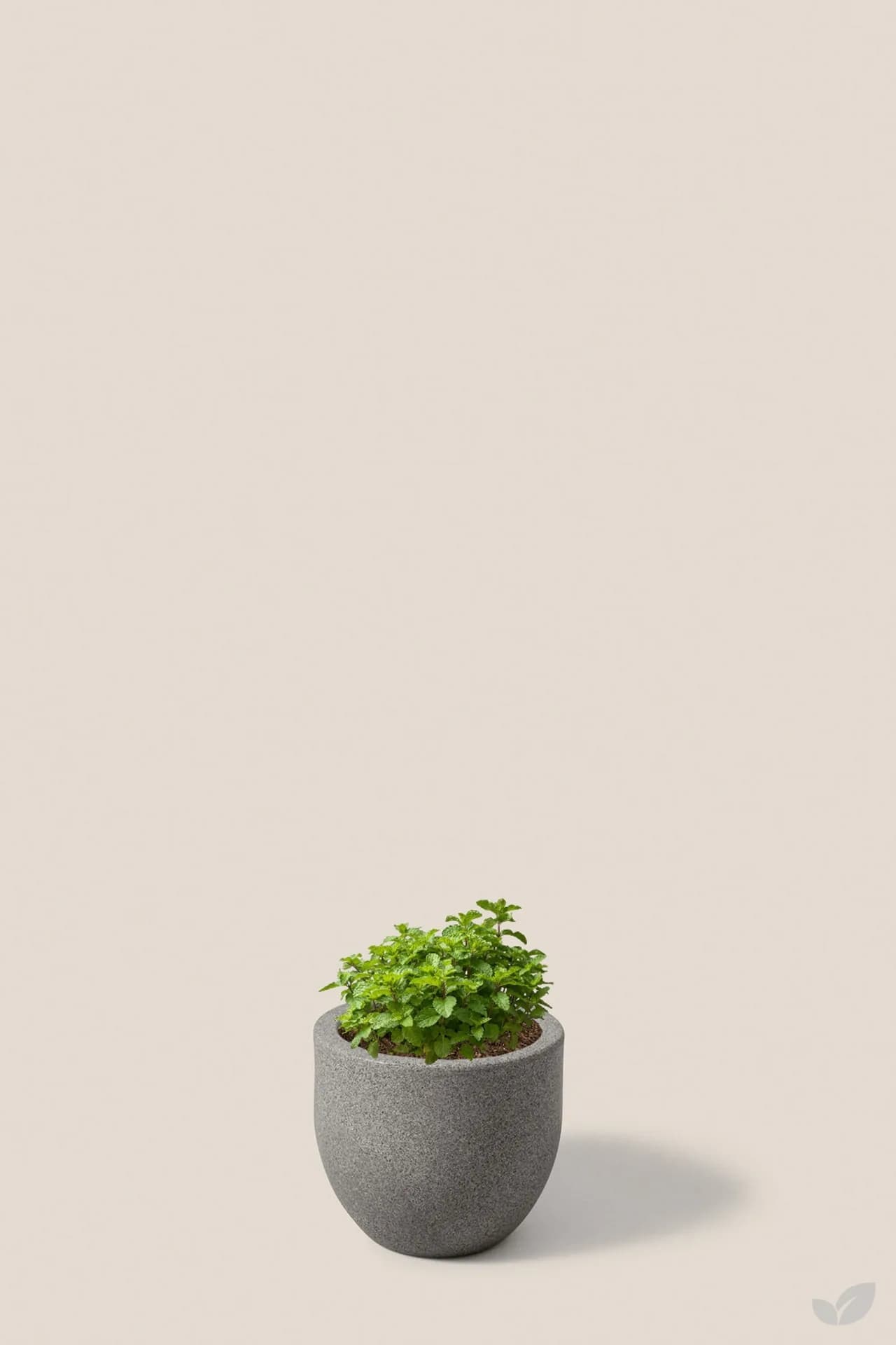 Foto de Menta