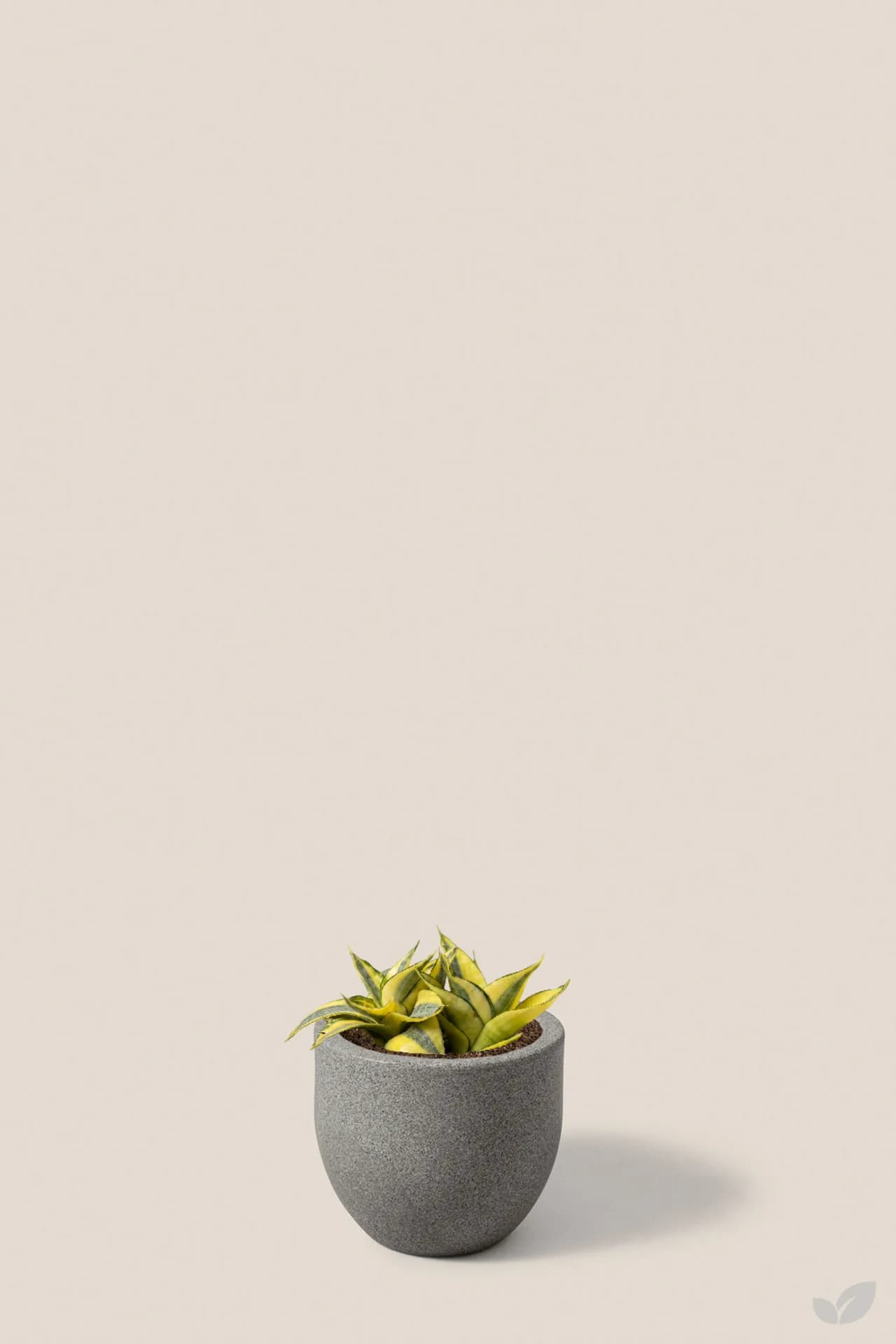 Foto de Sansevieria gold