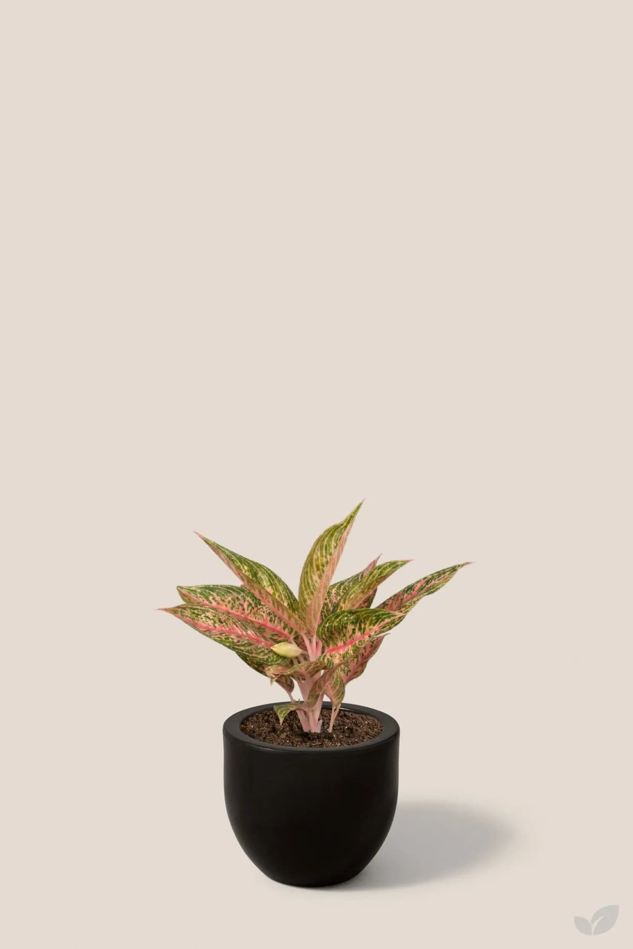 Foto de Aglaonema