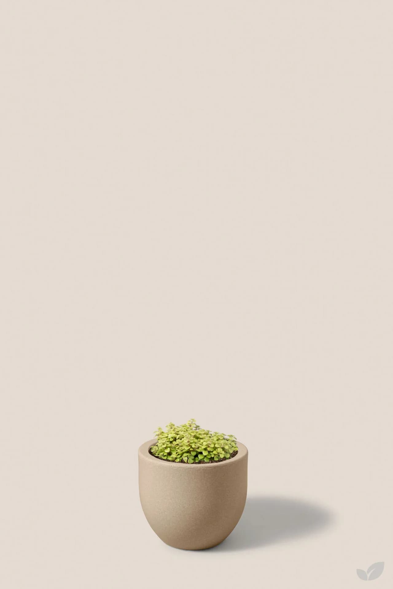Foto de Sedum makinoi