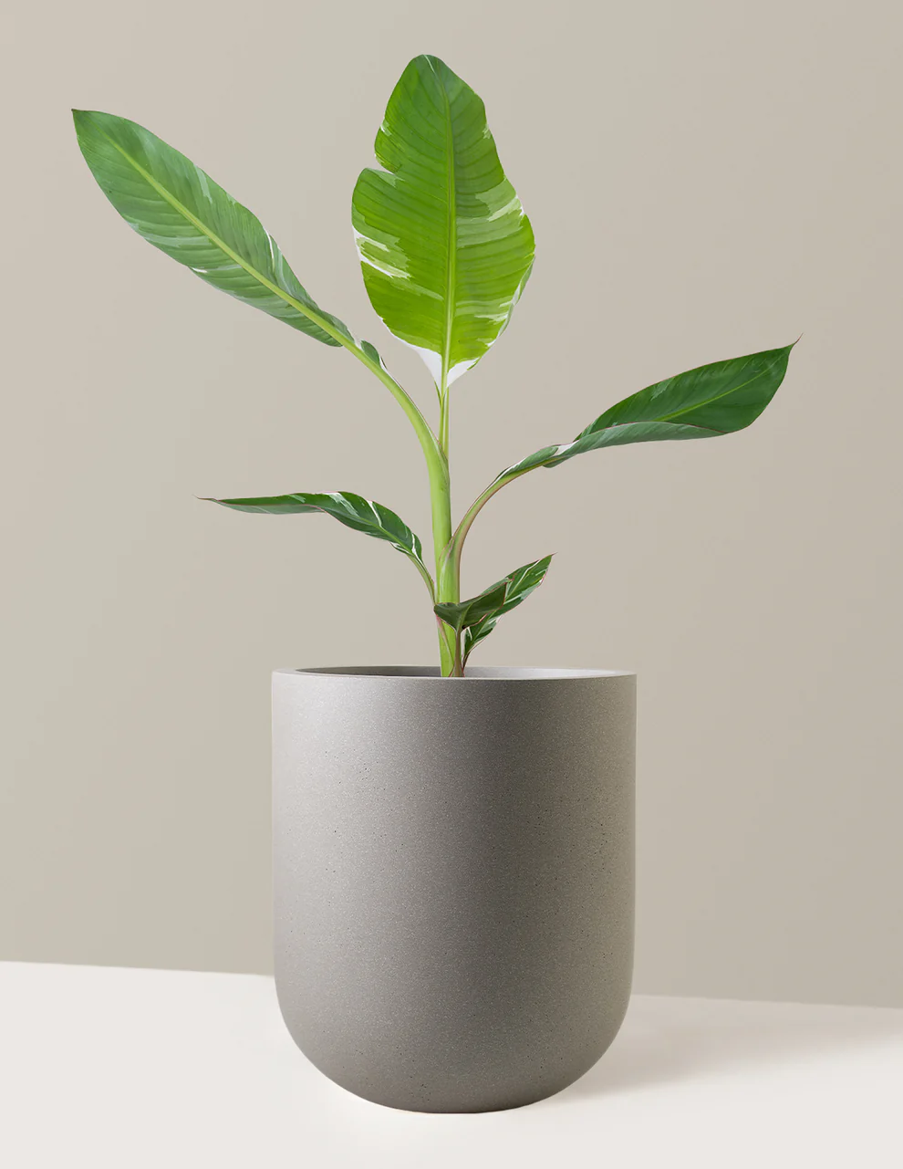 Hojas de monstera con luz natural de ventana